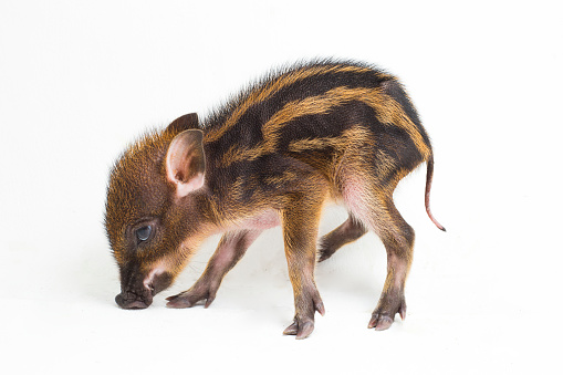 The baby banded pig Sus scrofa vittatus or the Indonesian wild boar
