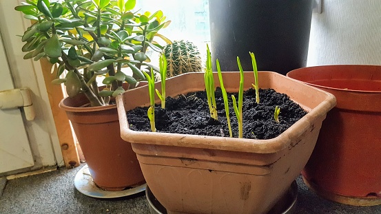 Interesting combination/ Pot of fresh garlic, a money tree and a cactus in another pot.