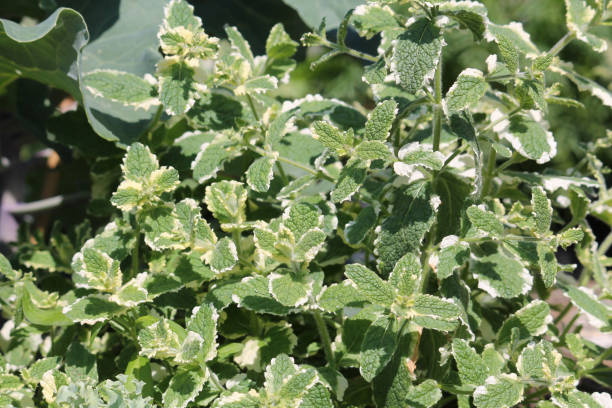 foglie verdi e bianche di menta ananas (mentha suaveolens variegata) nel giardino estivo - mentha rotundifolia foto e immagini stock