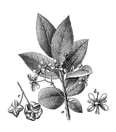 Antique engraving illustration: Euonymus europaeus, spindle
