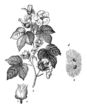 Antique engraving illustration: Gossypium hirsutum, upland cotton, Mexican cotton,