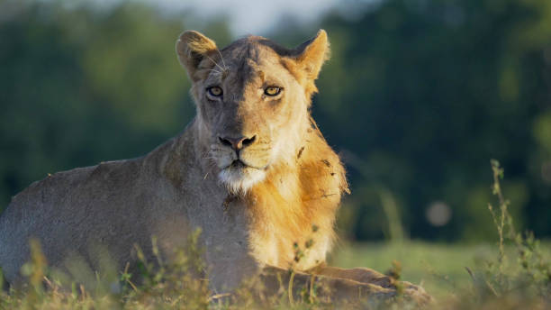 istock Portrait of African lion 1408266866