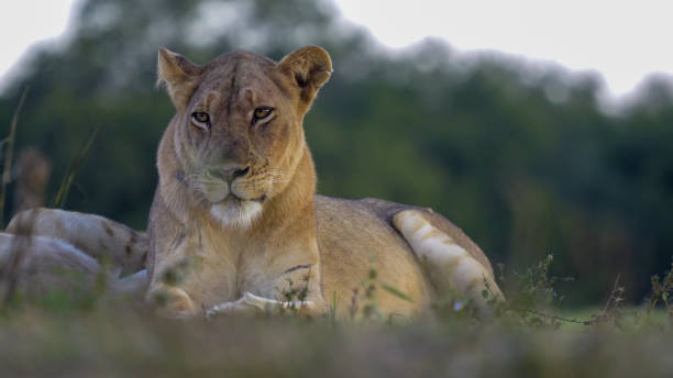 istock Portrait of African lion 1408266874
