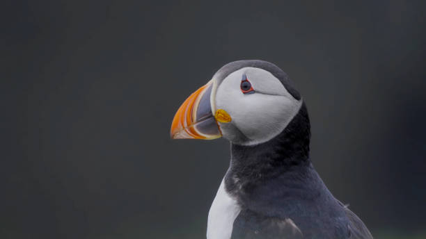 istock Portrait of Puffin 1408266940