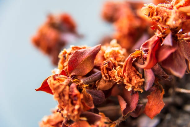 Close up at dried flower