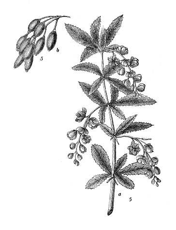 Antique engraving illustration: Berberis vulgaris, common barberry