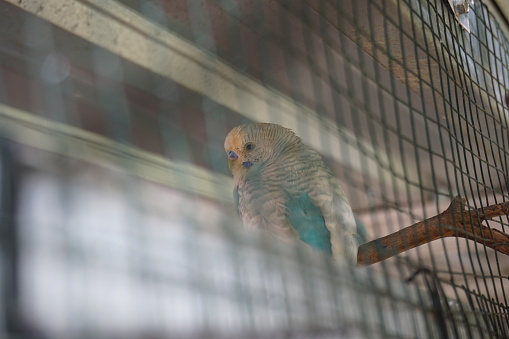 a parakeet perched on a tree trunk in a large cage