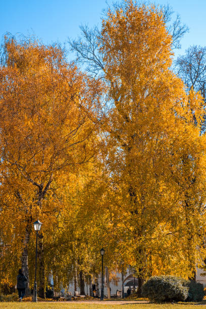 istock Colorful foliage in the autumn park 1408268355