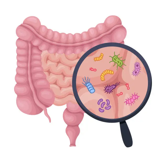 Vector illustration of Human digestive system and magnify glass to show probiotics, bacteria, probiotics, virus, microorganisms.
