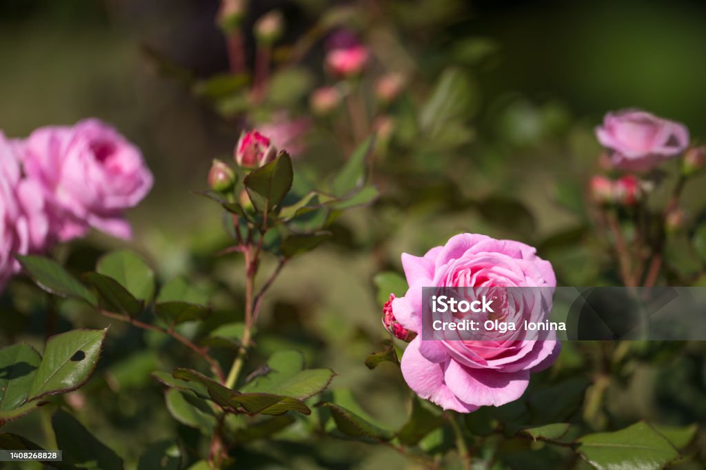 Pink rose Rosengrafin Marie Henriette in summer garden, sunny day Pink rose Rosengrafin Marie Henriette in summer garden Beauty Stock Photo