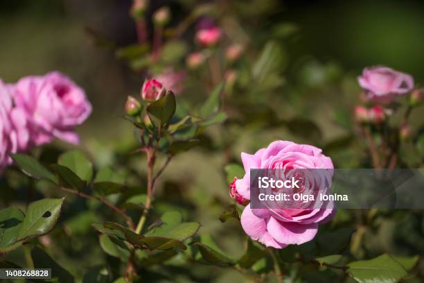 Pink Rose Rosengrafin Marie Henriette In Summer Garden Sunny Day Stock Photo - Download Image Now