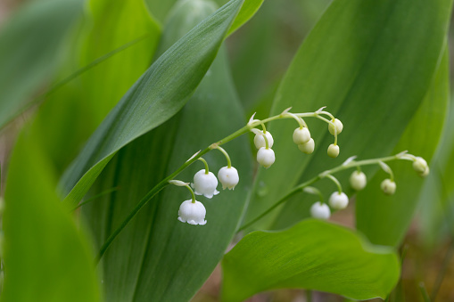 Lily of the valley close-up, detailed bright macro photo. The concept of spring, may, summer. Floral background.