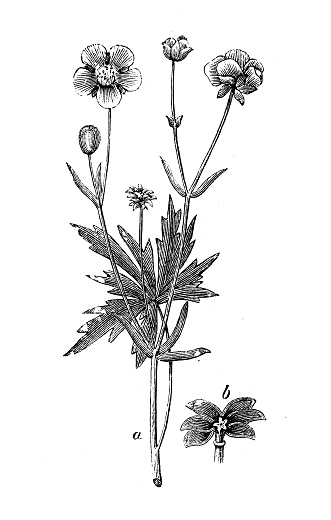 Antique engraving illustration: Ranunculus acris, buttercup