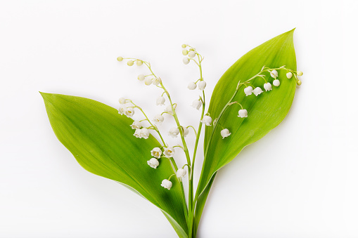 Delicate romantic bouquet of small white lilies of the valley on a white background. Pattern of small flowers of the may-lily. Top view, flat lay. March 8, mother's day background.