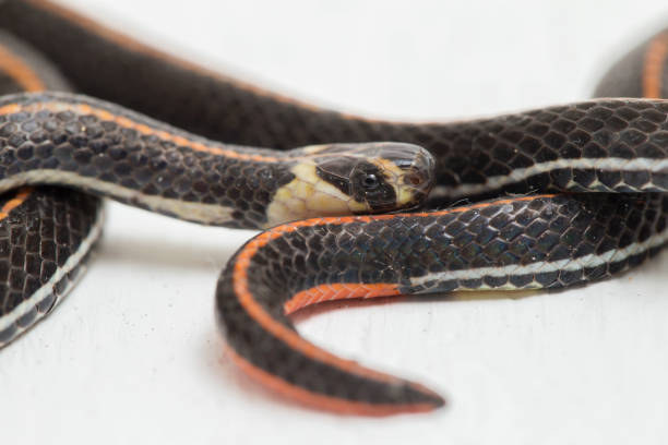 istock Malaysian Striped Coral Snake  Calliophis intestinalis on white background 1408269801