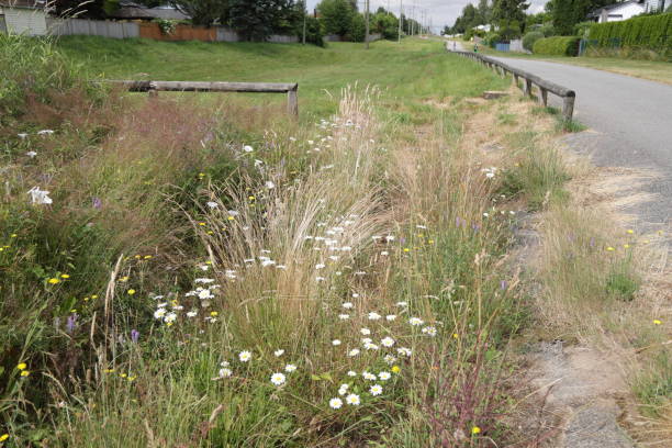 istock Wildflowers on a Green Belt in Surrey, Canada 1408271642