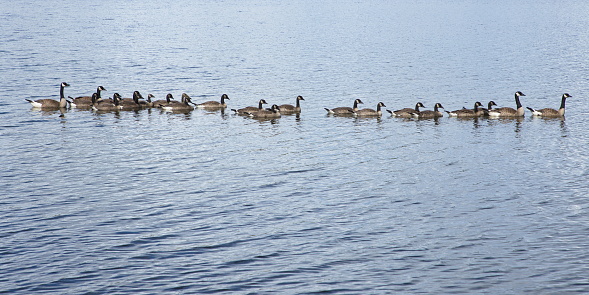 Canada Geese on Ten Mile Lake in British Columbia,Canada,North America