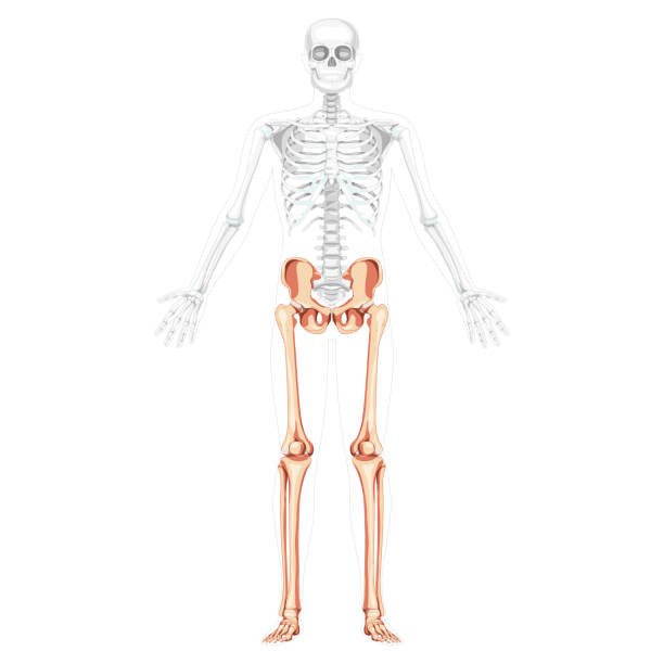 скелет нижние конечности вид человека спереди с боковой открытой рукой позирует частично прозрачное положение тела. анатомически правиль� - anatomy the human body human bone white background stock illustrations