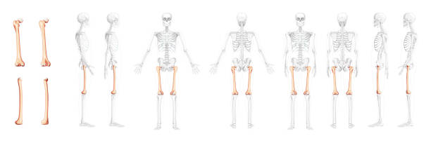 ilustraciones, imágenes clip art, dibujos animados e iconos de stock de conjunto de hueso del muslo del fémur esqueleto vista frontal lateral humana con posición de huesos parcialmente transparentes. concepto de color natural plano realista ilustración vectorial de anatomía aislada sobre fondo blanco - sistema de havers