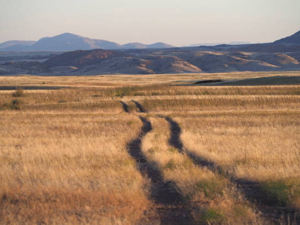 istock Namibia at dawn with car track on savannah 1408273424
