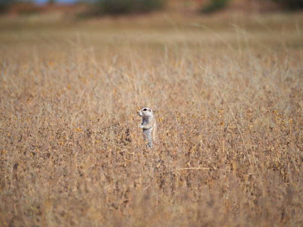 istock Cap ground squirrel stand up on the savannah 1408274216