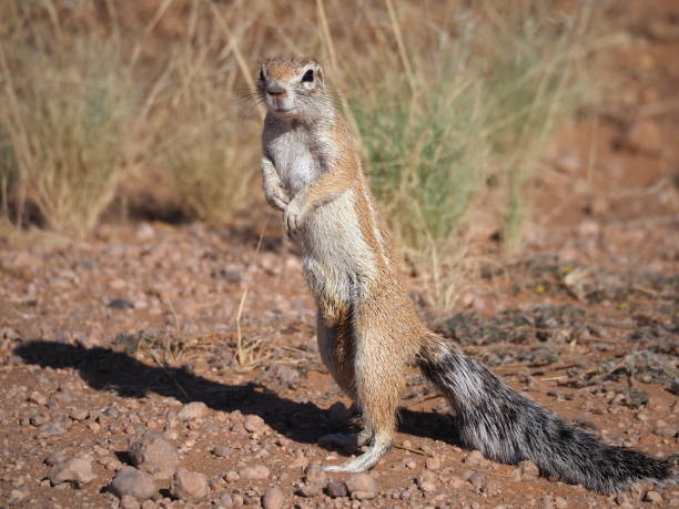 istock portrait of a Cap ground squirrel 1408274318