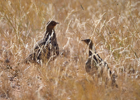 Namaqua sandgrouse (Pterocles namaqua) in Namib-Naukluft national Park, Namibia