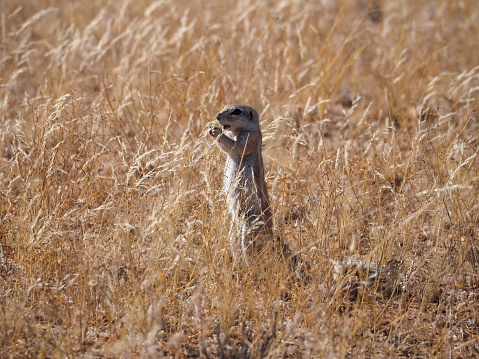 Meerkat Suricata suricatta, suricate is a small mongoose animal found in southern Africa.
