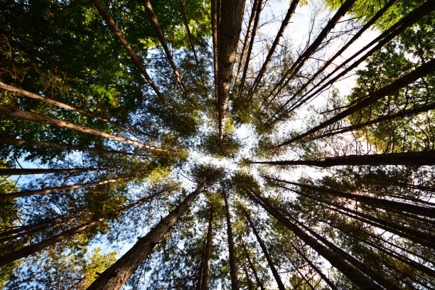 istock Ataturk Arboretum 1408274704