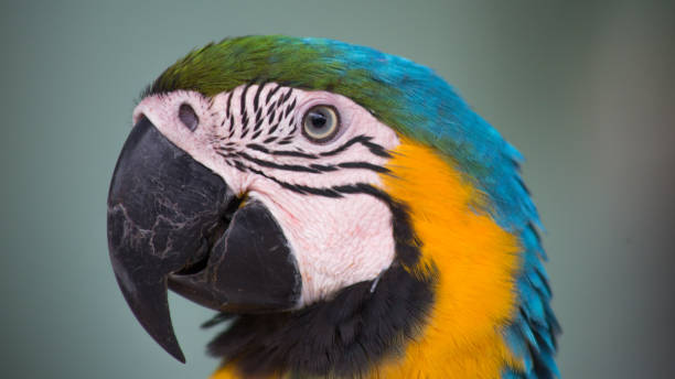 arara no meio da floresta amazônica - parrot tropical bird gold and blue macaw amazon parrot - fotografias e filmes do acervo