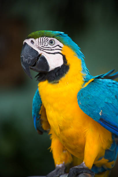 arara no meio da floresta amazônica - parrot tropical bird gold and blue macaw amazon parrot - fotografias e filmes do acervo