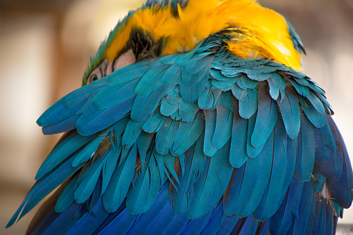 Close up of blue and gold macaw, Ara ararauna, with saturated colors.