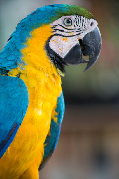 arara no meio da floresta amazônica - parrot tropical bird gold and blue macaw amazon parrot - fotografias e filmes do acervo