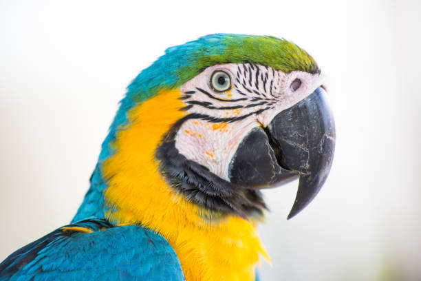 arara no meio da floresta amazônica - parrot tropical bird gold and blue macaw amazon parrot - fotografias e filmes do acervo