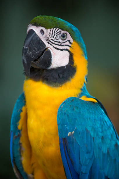 arara no meio da floresta amazônica - parrot tropical bird gold and blue macaw amazon parrot - fotografias e filmes do acervo