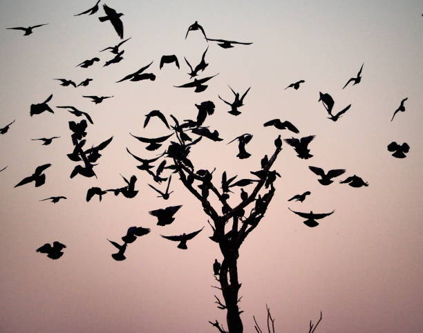 istock Many pigeons in silhouette around a tree in Namibia 1408276362