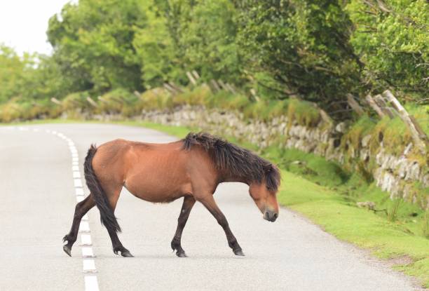 istock Dartmoor National Park 1408276551