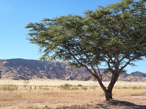 Landscape in Namib-Naukluft national Park, Namibia