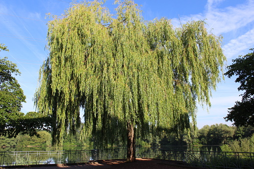 View of a Salix babylonica in Düsseldorf, Germany