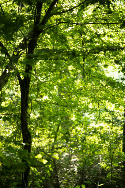 istock Southern state wetland on an evening in summer 1408278823