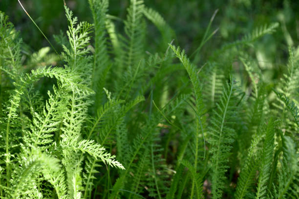 istock Nature background. Green leaf pattern texture abstract background. Natural beauty. Modern design. Yarrow ordinary 1408279253