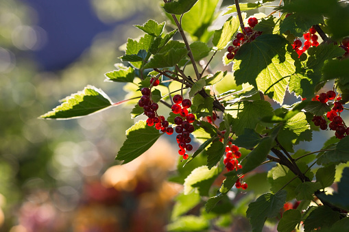 A useful summer berry. Red currant. Vitamin C.