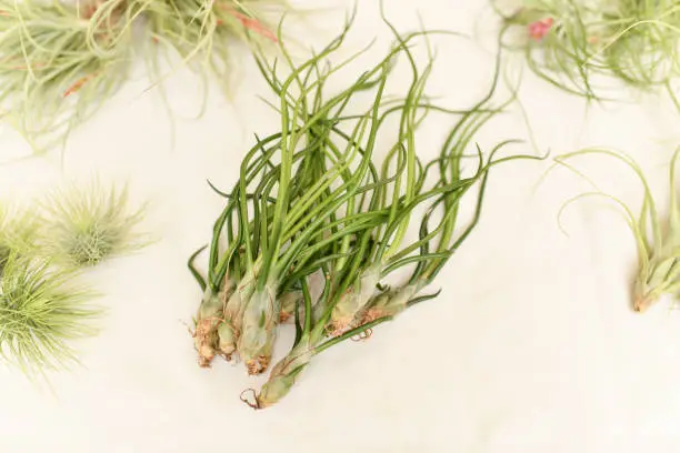 Photo of Green tillandsia air plants on a white background