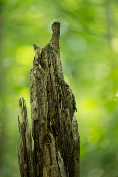 istock Southern state wetland on an evening in summer 1408280168