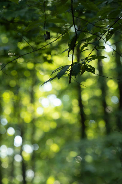 istock Southern state wetland on an evening in summer 1408280182