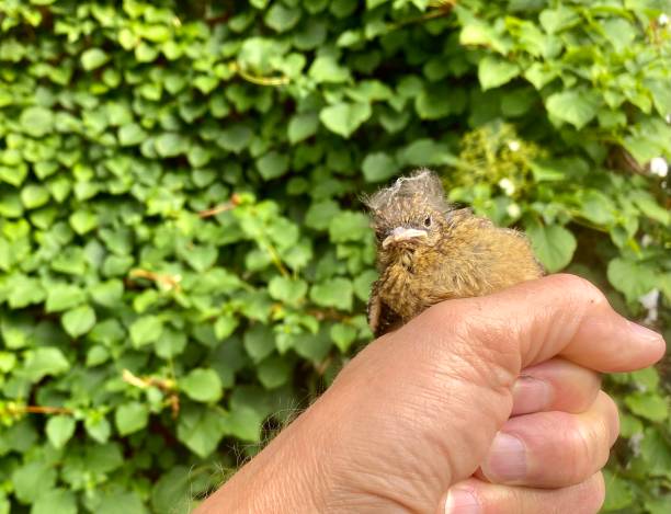 птенец птицы робин - dependency animal nest robin bird стоковые фото и изображения