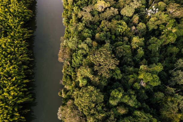 istock Top view of rainforest in Brazil 1408280652