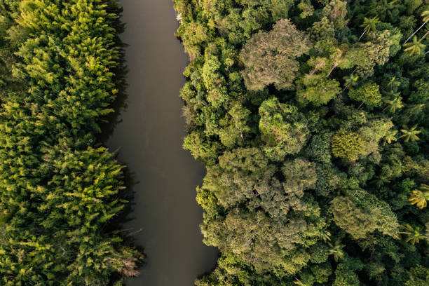 istock Top view of rainforest in Brazil 1408280654