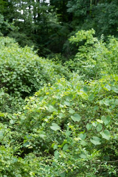 istock Southern state wetland on an evening in summer 1408281657