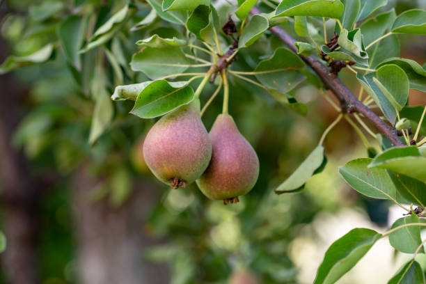 istock Two garden pears hanging on a branch on a summer sunny day. 1408281735